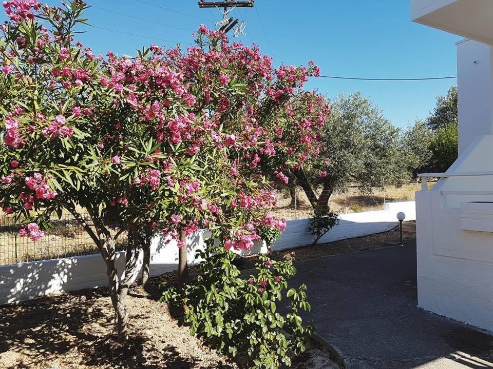Photo of Others in Archangelos