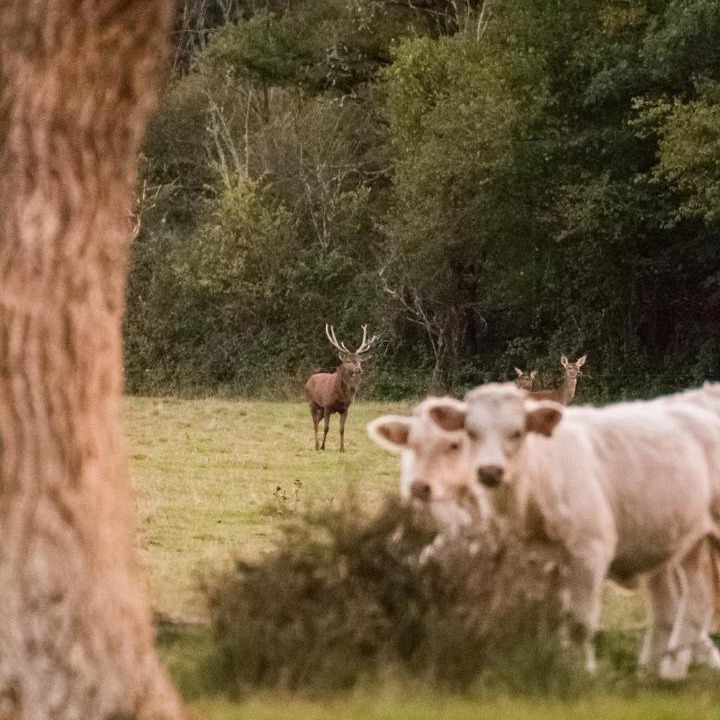Photo of Others in Lailly-en-Val