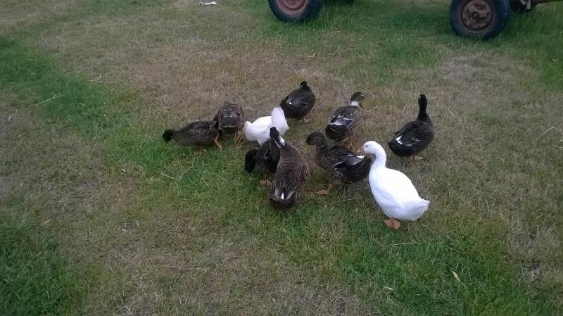 Photo of Others in Tirgu Neamt