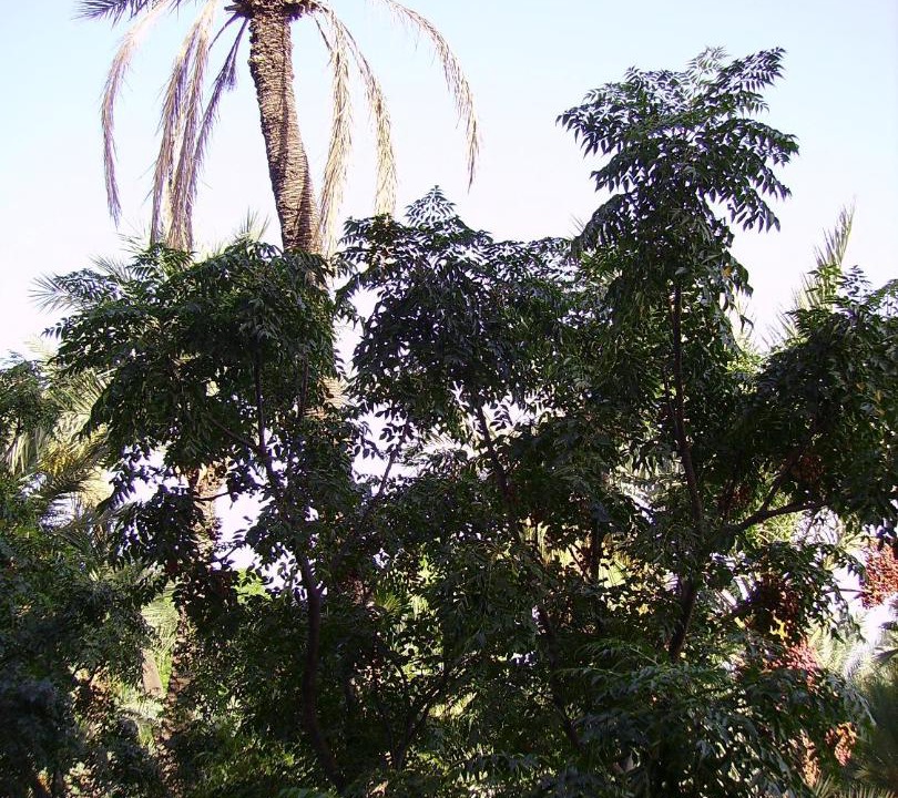 Photo of Outdoor in Majorelle